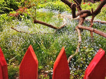 Red flowering plants and trees on field