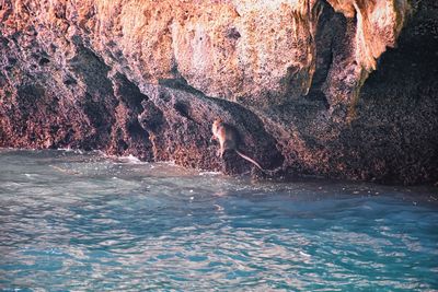 Macaque long tailed monkey playing ocean cliffs phuket bangkok macaca cercopithecinae thailand asia