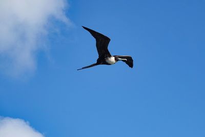 Low angle view of bird flying against clear blue sky