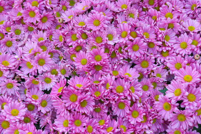 Full frame shot of purple flowering plants