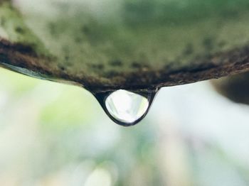 Close-up of water drop on tree