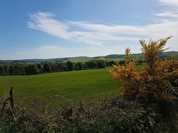 Scenic view of field against sky