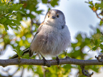 Close-up of bird perching on tree