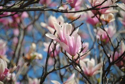 Close-up of pink magnolia on branch