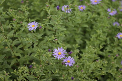 High angle view of purple flowering plants