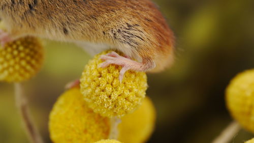 Close-up of fly on yellow flower