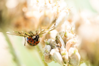Close-up of insect on flower