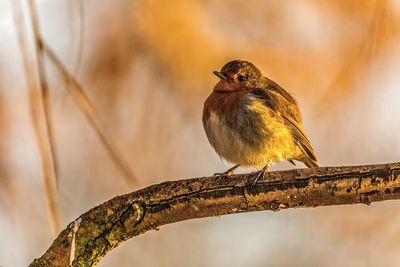 Close-up of bird perching on branch