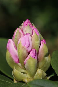Close-up of pink rose flower