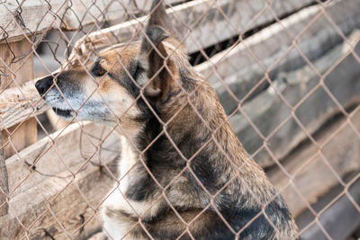 Close-up of dog looking through chainlink fence