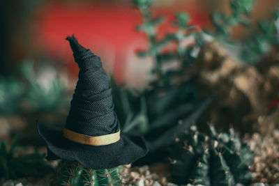 Close-up of hat on plants against blurred background