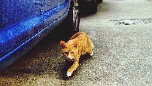 High angle view of cat on street