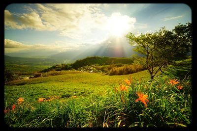 Scenic view of grassy field against sky