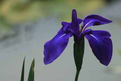 Close-up of purple iris flower