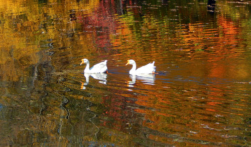 Swans swimming in lake