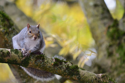 Close-up of a grey squirrel on a branch