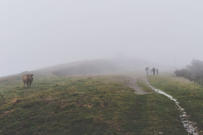 View of a sheep on landscape