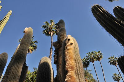 Low angle view of sheep against clear sky