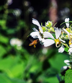 Close-up of bee on white flower