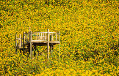 View of yellow flowering plants on field