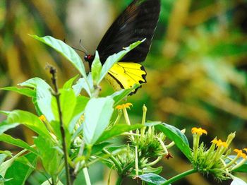 Close-up of butterfly pollinating on flower