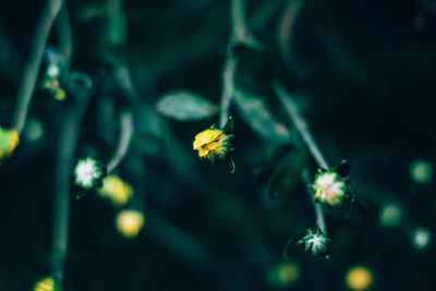 Close-up of insect on yellow flowers