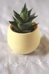 High angle view of potted plant on table
