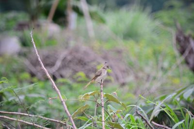 Bird perching on a plant