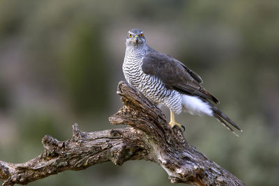 Close-up of bird perching on branch