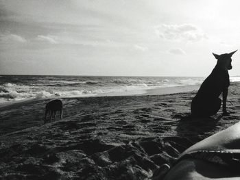 Dog on beach against sky
