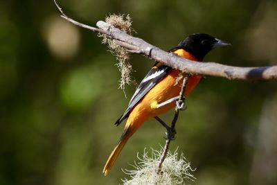 Close-up of bird perching on branch