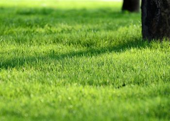 Close-up of grass on field