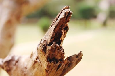 Close up of leaf