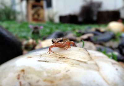 Close-up of palmate newt on rock