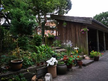 Potted plants outside house