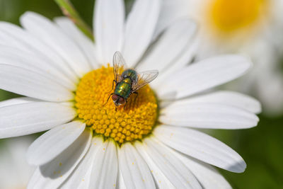 Close-up of insect on flower