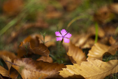 Close-up of pink flowering plant