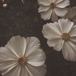 Close-up of flowers