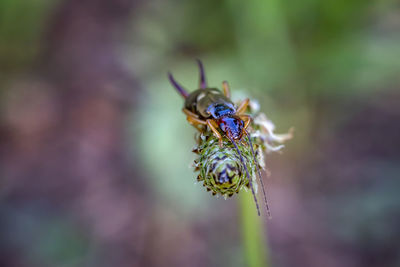 Close-up of an insect on purple flower