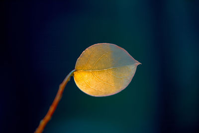 Close-up of leaf against blurred water