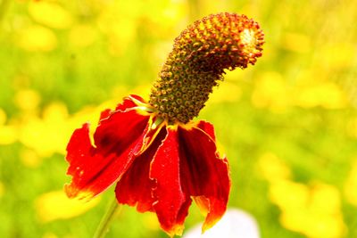 Close-up of red flowering plant