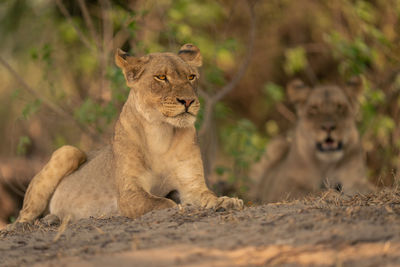 Lioness in zoo