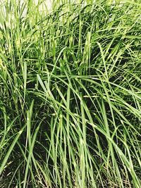 Full frame shot of grass on field