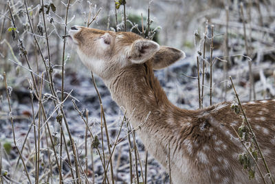 Close-up of deer on field