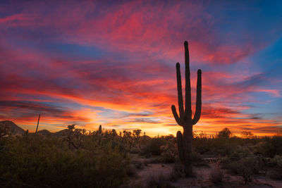 Colorful sonoran desert sunset sky with saguaro cactus near phoenix, arizona