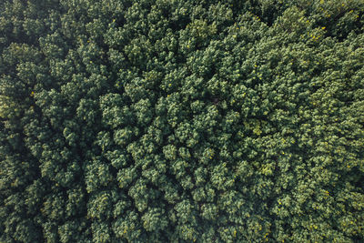 Full frame shot of plants