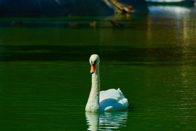 Swan swimming in lake