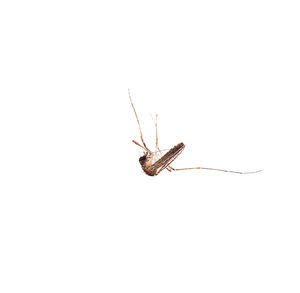 Close-up of insect on white background