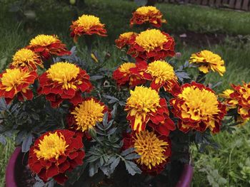 Close-up of flowers blooming outdoors