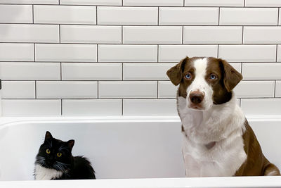 Cat and dog waiting for a shower